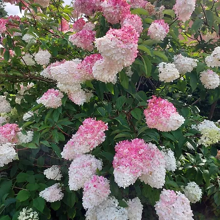 منزل للإقامة Patio *