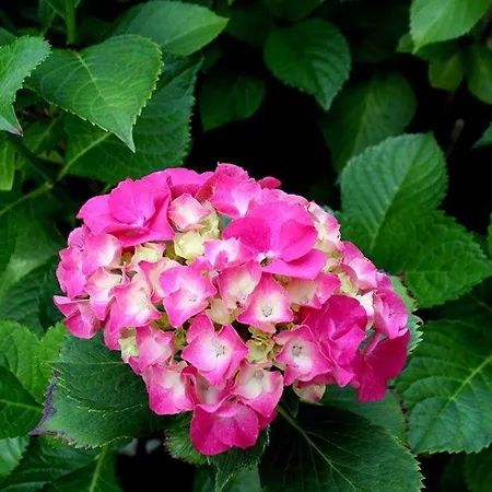 בית אירוח Patio סטגנה