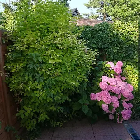 Patio Rum i privatbostad Stegna (Pomerania)