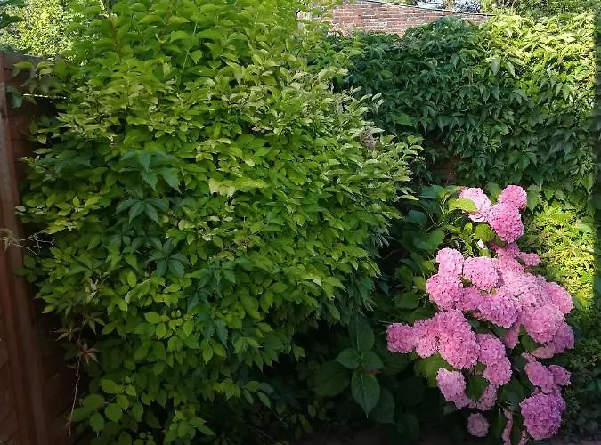 Patio Rum i privatbostad Stegna (Pomerania)